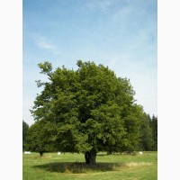 Семена Граб обыкновенный (Carpinus betulu) 20шт-10грн