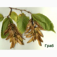 Семена Граб обыкновенный (Carpinus betulu) 20шт-10грн