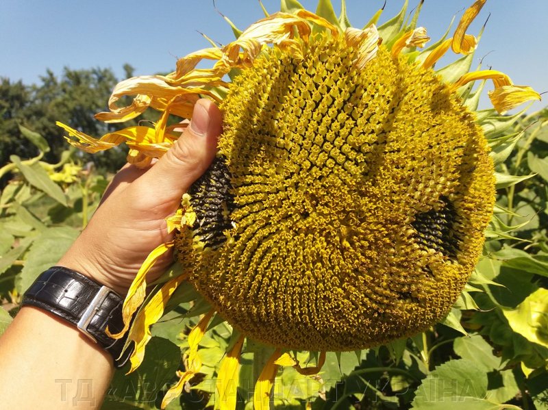 Фото 2. Компанія Гран дарує Знижки на посівний матеріал соняшнику, кукурудзи, ріпаку, та буряку