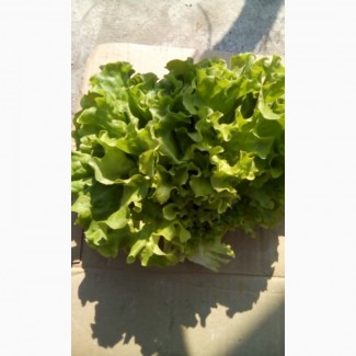 Продам листовой салат