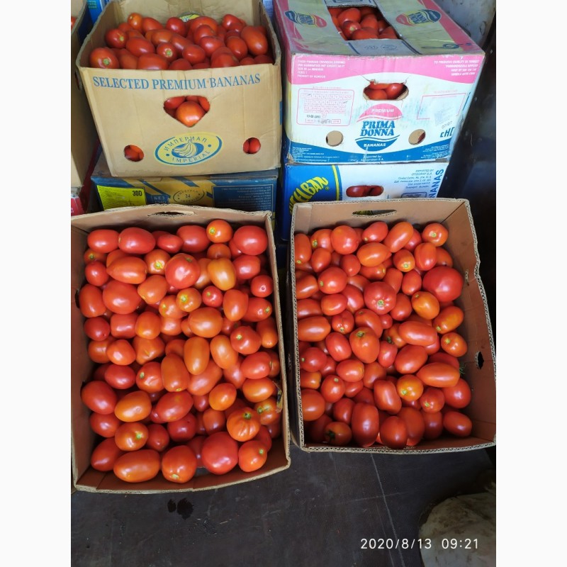 Фото 7. Продам помидоры