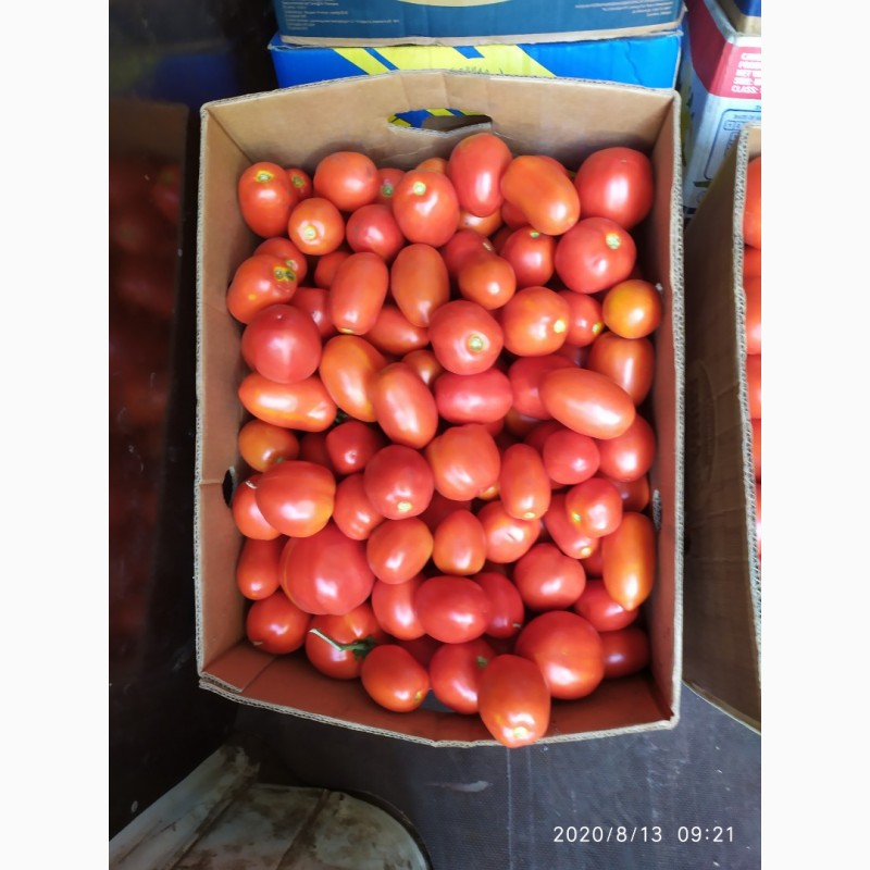 Фото 9. Продам помидоры