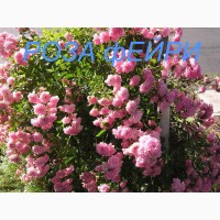 Продам розы флорибунды-почвопокровные Фейри, глициния