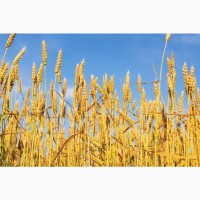 Купуємо пшеницю фуражну на експорт на умовах DAP
