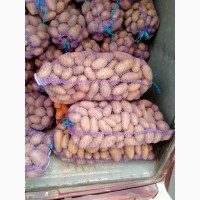 Продам картоплю із піску від населення