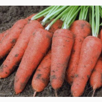 Продам моркву оптом, Вінницька та Хмельницька області