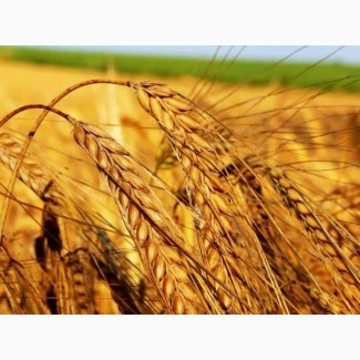 Продам посівний матеріал пшениці Катруся Одеська Еліта