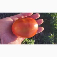 Продам перець і помідори