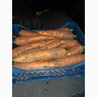 Продам Моркву від Виробника