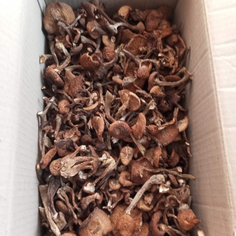 Продам сушені гриби ( Рядовки, Опеньки, Мухомори)