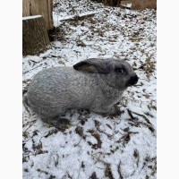 Продам кролі Полтавське Срібло