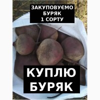 Куплю Буряк (Гурт/ОПТ) по Україні