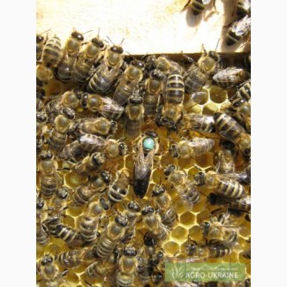 Бджолині плідні (мічені) матки карпатської бджоли. Бджолопакети
