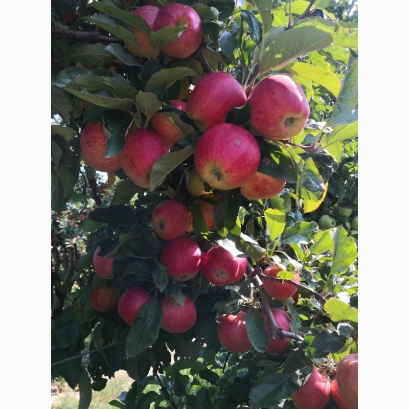 Фото 2. Красивые яблоки от производителя сортов Гала, Чемпион, Лигол, Голден, Декоста, Фуджи