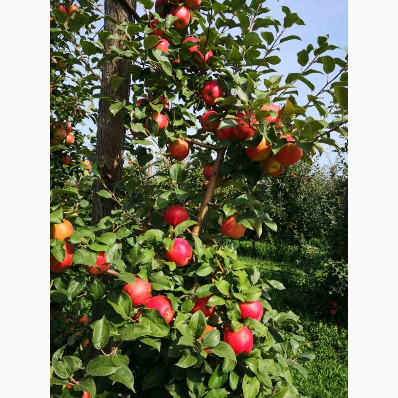 Фото 3. Красивые яблоки от производителя сортов Гала, Чемпион, Лигол, Голден, Декоста, Фуджи