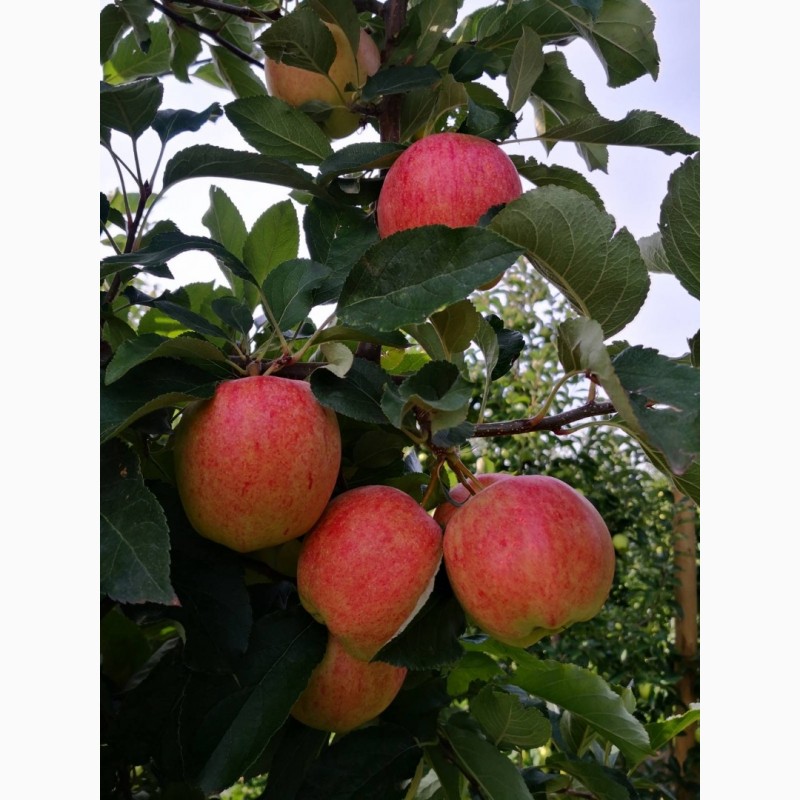 Фото 5. Красивые яблоки от производителя сортов Гала, Чемпион, Лигол, Голден, Декоста, Фуджи
