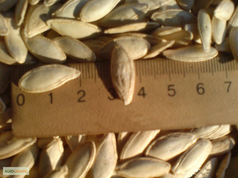 Фото 3. Семена тыквы Волжская серая (Сероволжская) Дамский ноготь (Болгарка) посевной материал1R