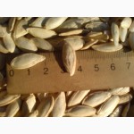 Семена тыквы Волжская серая (Сероволжская) Дамский ноготь (Болгарка) посевной материал1R