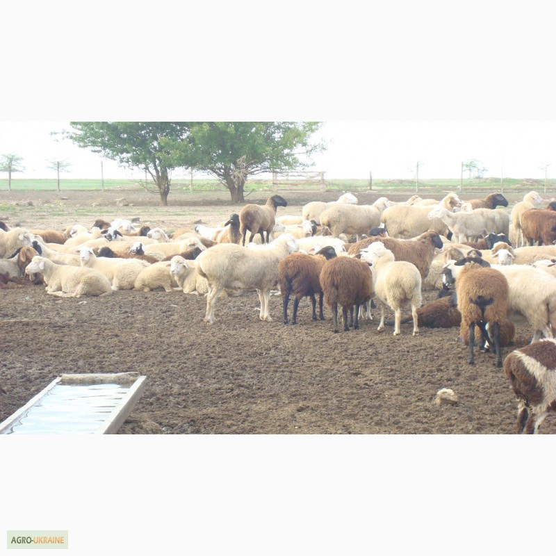 Фото 3. Продам отару овец