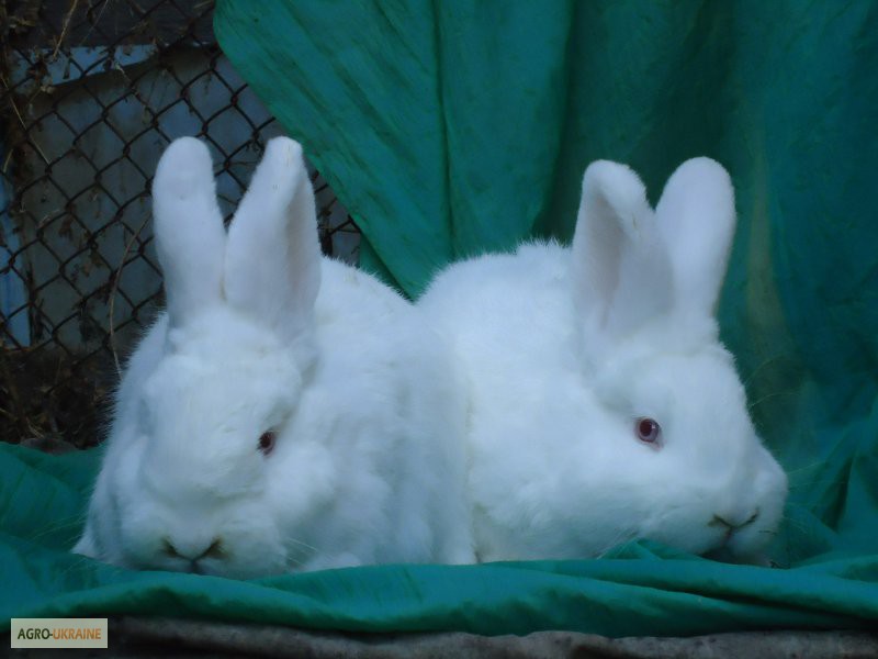 Фото 10. Продам кролів