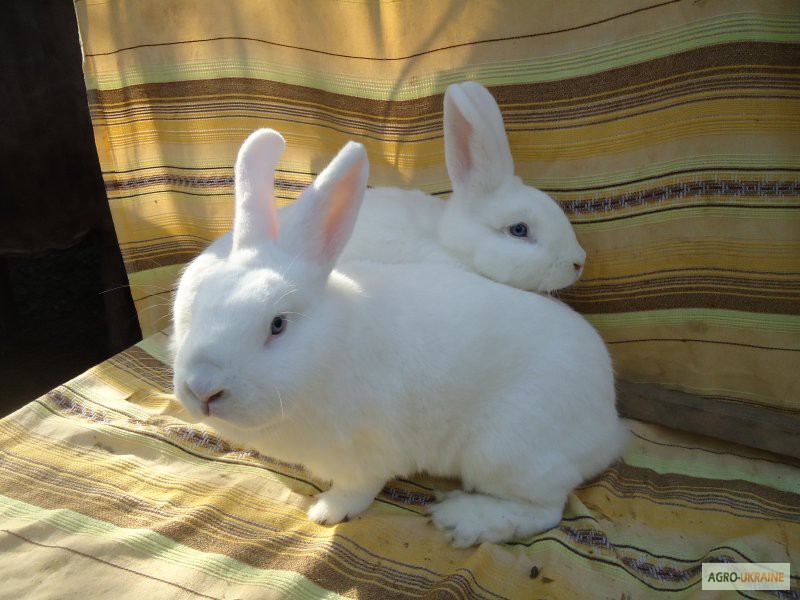 Фото 5. Продам кролів