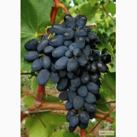 СРОЧНО!!! Продам виноград оптом Лора, Аркадия, Кадрянка, Кеша