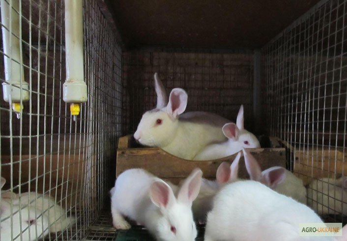 Фото 2. Кролики породы Белый Паннон