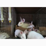 Кролики породы Белый Паннон