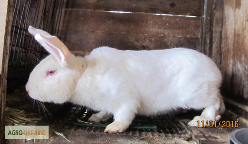 Фото 3. Кролики породы Белый Паннон