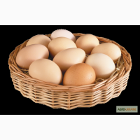 Услуги инкубации яиц и продажи цыплят