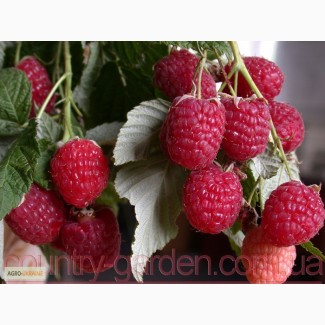 Продам саженцы самой вкусной садовой ягоды Малины