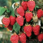 Продам саженцы самой вкусной садовой ягоды Малины