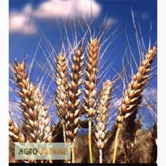 ТОВ ФЕРКО купує на постійній основі пшеницю, кукурузу