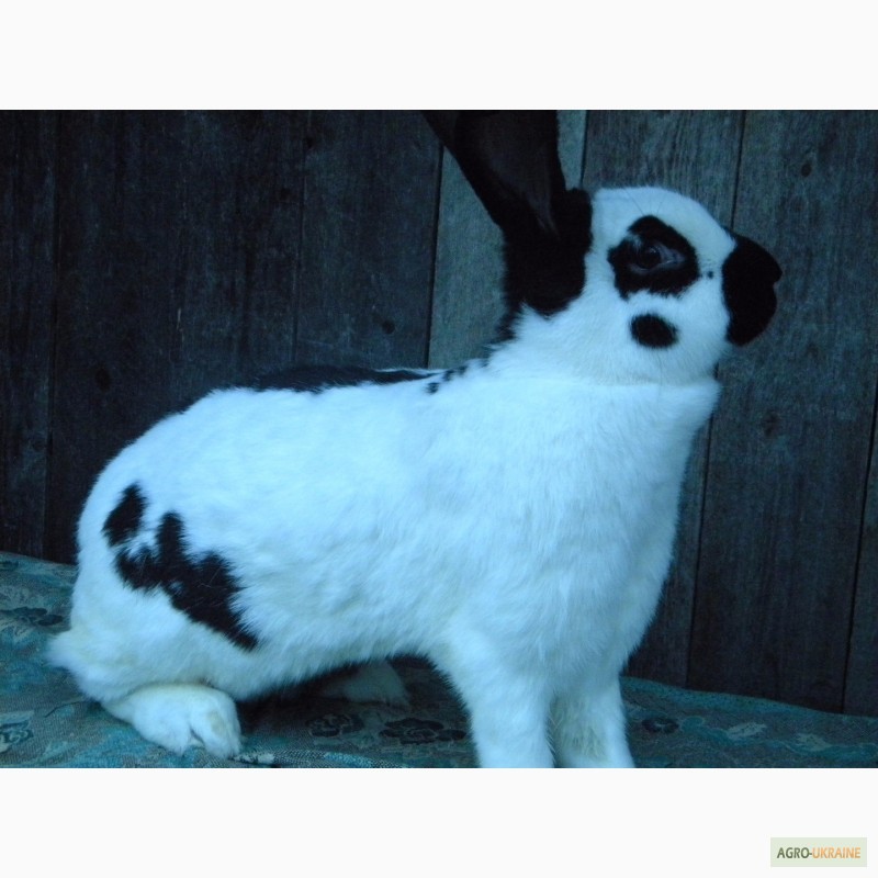 Фото 12. Продам племенні кролики породи Німецький Строкатий Велетень ( Строкач )