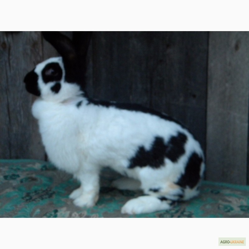 Фото 14. Продам племенні кролики породи Німецький Строкатий Велетень ( Строкач )