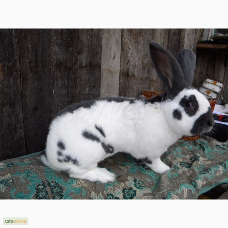Фото 15. Продам племенні кролики породи Німецький Строкатий Велетень ( Строкач )