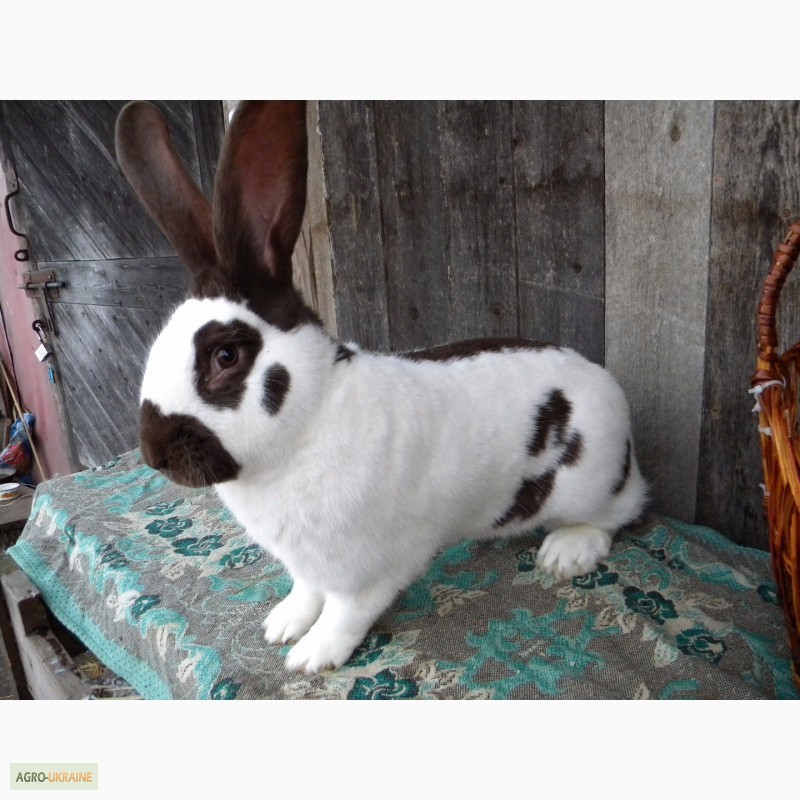 Фото 16. Продам племенні кролики породи Німецький Строкатий Велетень ( Строкач )