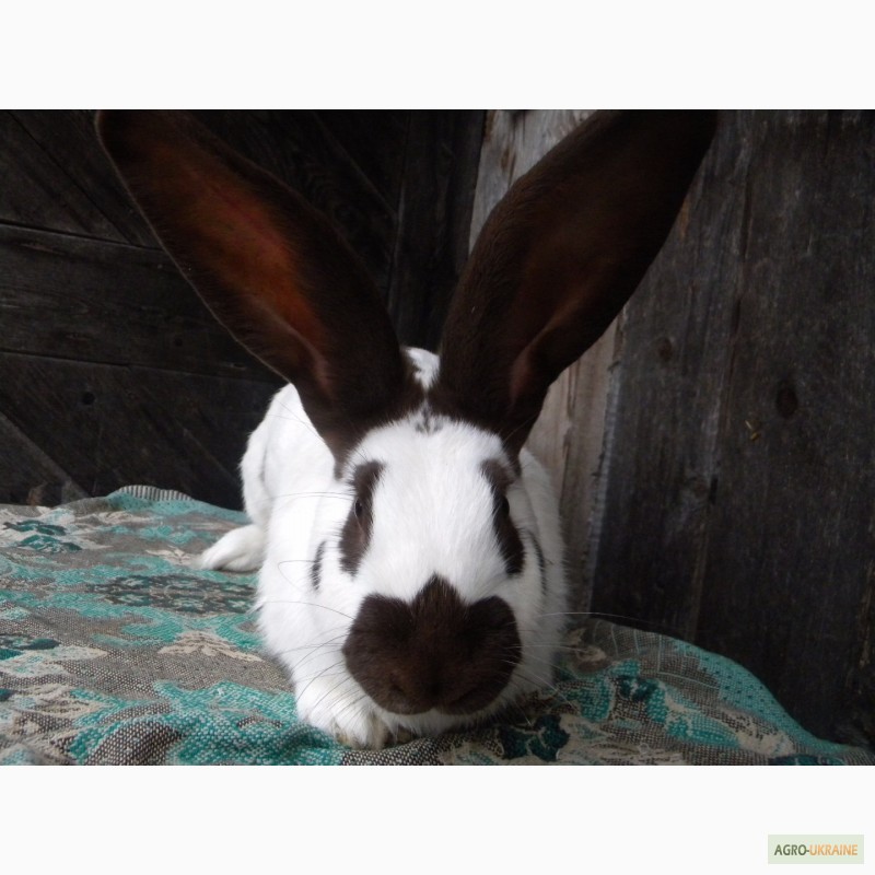 Фото 17. Продам племенні кролики породи Німецький Строкатий Велетень ( Строкач )