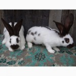 Продам племенні кролики породи Німецький Строкатий Велетень ( Строкач )