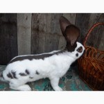 Продам племенні кролики породи Німецький Строкатий Велетень ( Строкач )