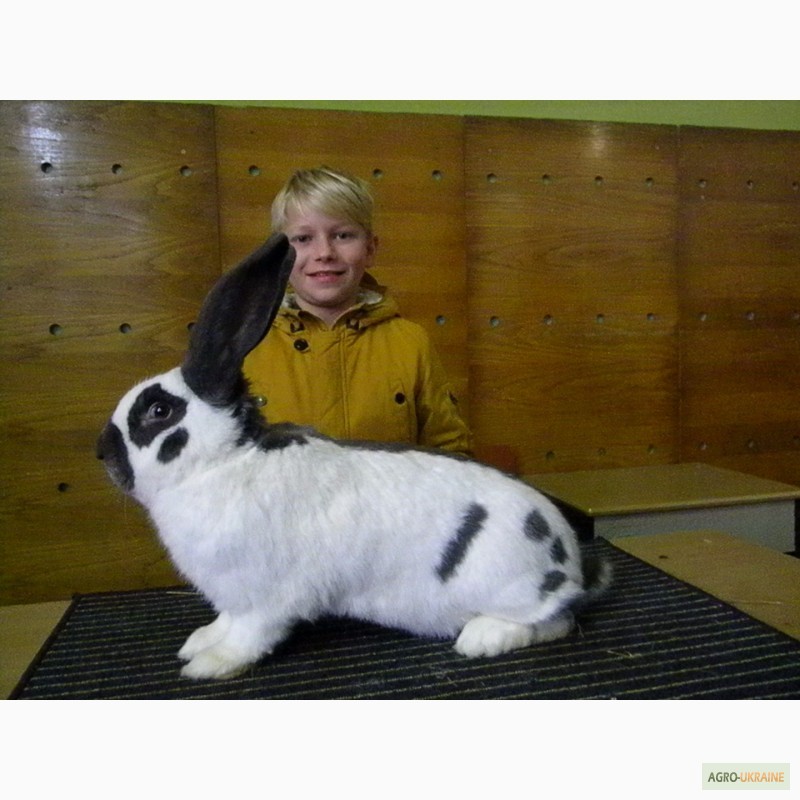 Фото 3. Продам племенні кролики породи Німецький Строкатий Велетень ( Строкач )