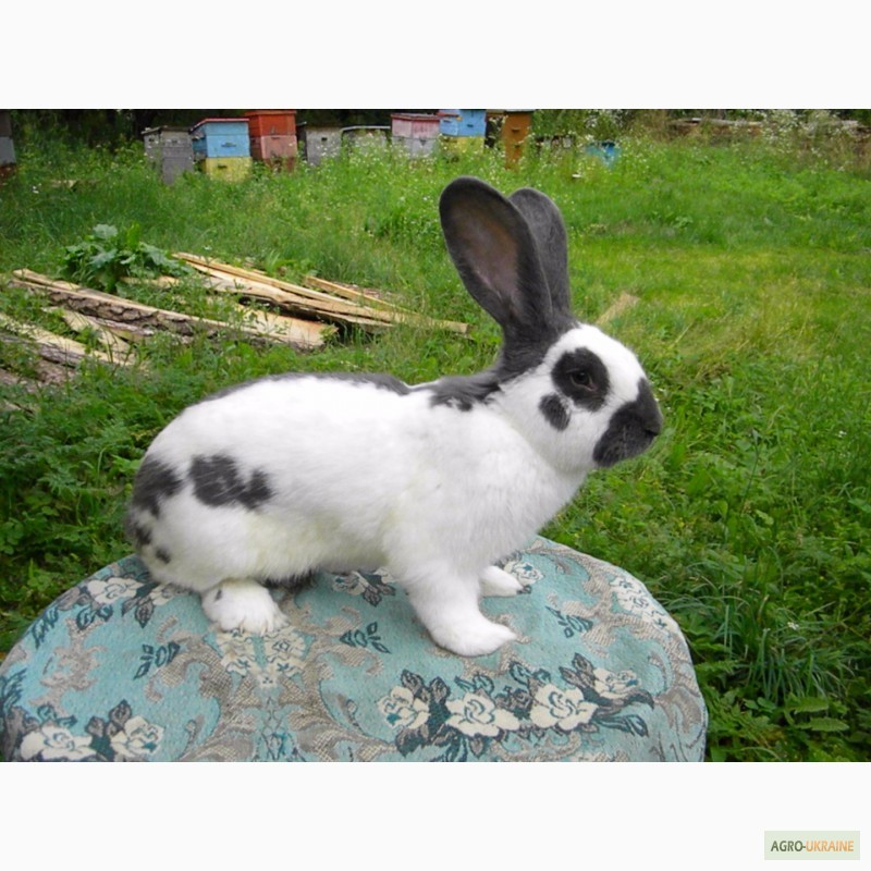 Фото 4. Продам племенні кролики породи Німецький Строкатий Велетень ( Строкач )