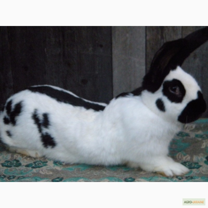 Фото 6. Продам племенні кролики породи Німецький Строкатий Велетень ( Строкач )