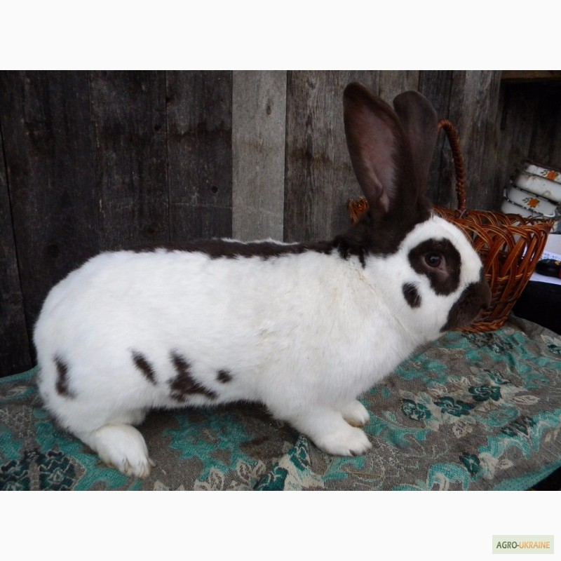 Фото 7. Продам племенні кролики породи Німецький Строкатий Велетень ( Строкач )
