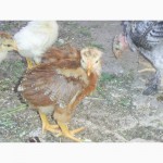 Продам добових курчат Запорізька область