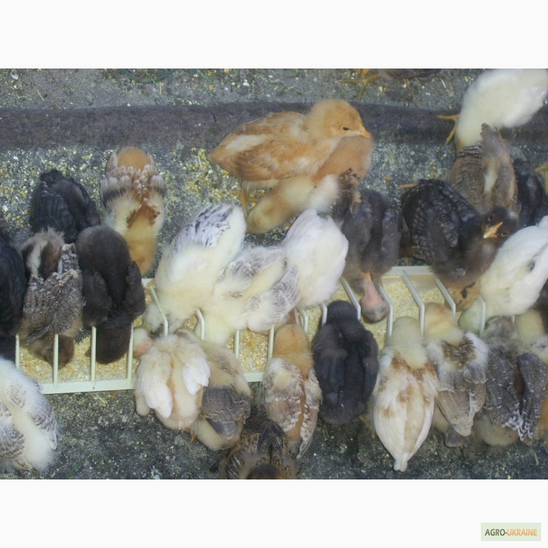 Фото 19. Продам добових курчат Запорізька область