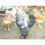 Продам добових курчат Запорізька область