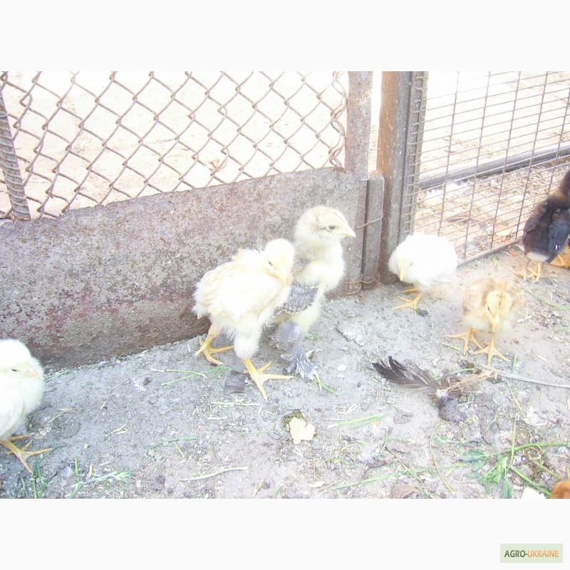 Фото 7. Продам добових курчат Запорізька область