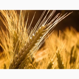 Куплю зерновые: ячмень, пшеница, кукуруза, соя. Вся Украина