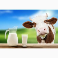Продам молоко коровье